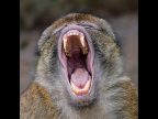 1st Bryan Averill HON CPE BPE1 Barbary Macaque Yawning